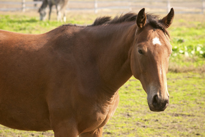 The virus has killed seven mares and infected six others. Photo / Thinkstock