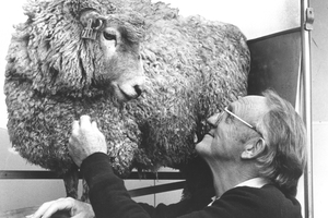 Mont Liggens research into labour included looking at sheep.