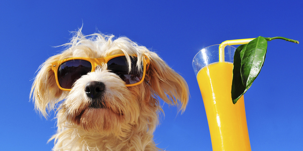 Don't forget about your pooch when you make holiday plans.
Photo / Thinkstock