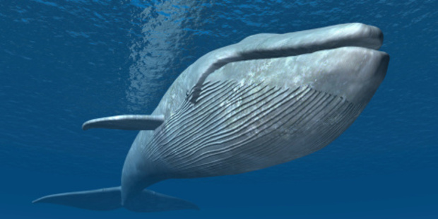 They're some of the planet's most elusive creatures - but they're taking a tour of NZ right now.