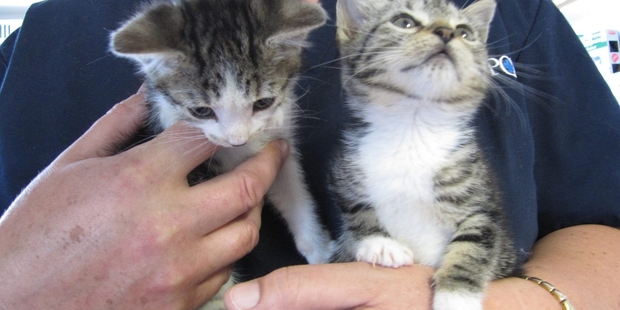 PLEA: Whangarei SPCA wants people to put unwanted kittens into the centre's drop-off boxes, rather than dumping them. PHOTO/ HANNAH NORTON