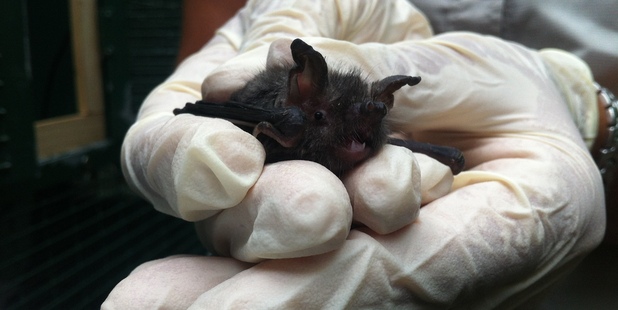 One of the tiny short-tailed bats (pekapeka) at Auckland Zoo. Photo / Auckland Zoo