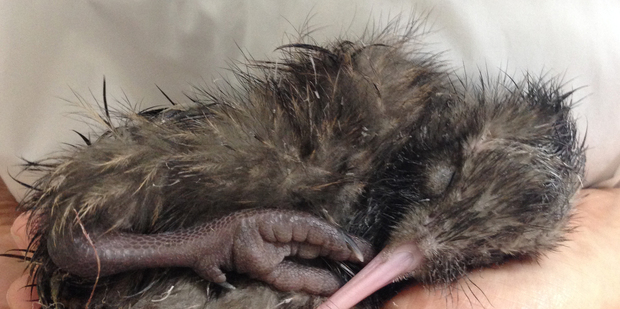 Rotorua's Rainbow Springs Kiwi Encounter is celebrating the arrival of the 173.5g kiwi chick. SUPPLIED