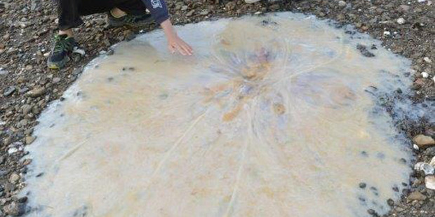 A 1.5-metre new species of giant jellyfish that washed up on a beach near Hobart. Photo AFP
