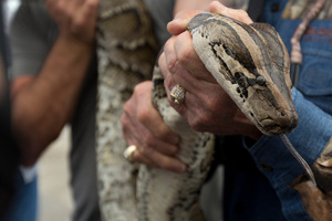 A pizzeria now offers Burmese python meat.
Photo / AP