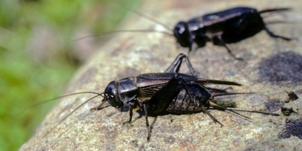 Ever-ravenous crickets simply cannot stomach a new endophyte developed to protect grasses from them.