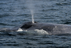 Thar she blows! Deb Glasgow took this photo of a blue whale feeding off the South Taranaki Bight.