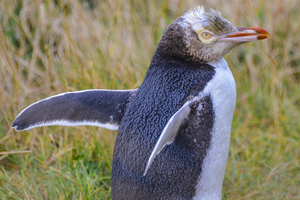 A yellow-eyed penguin. Photo / Thinkstock