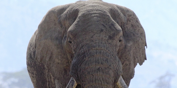 Across Africa thousands of elephants are being shot every year by poachers for their tusks as the illegal wildlife trade soars. Photo / Getty Images