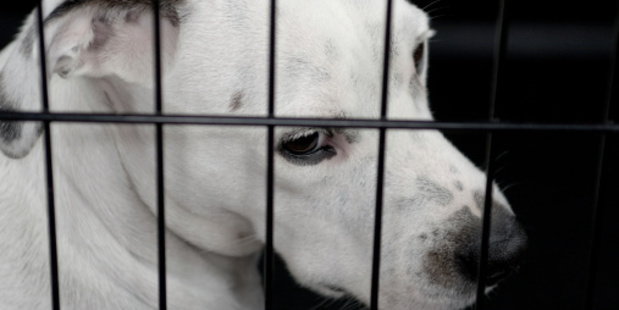 Animals are protected by law under the Animal Welfare Act which allows for prosecution when basic requirements are not met.
Photo / Thinkstock