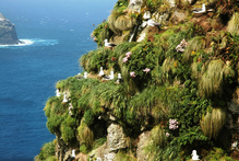 An Albatross nest on a cliff in the Auckland Islands. Photo / Professor John Montgomery