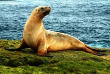 A seal on the Auckland Islands.
