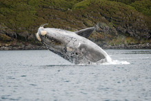 A Southern Right whale breaches in a bay. Photo / Will Rayment