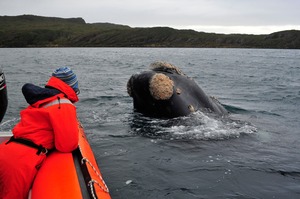 Scientists observe a southern right whale off the coast of the Auckland Islands. Photo / University of Otago