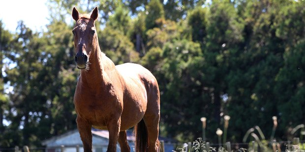 Legendary racehorse Bonecrusher in his paddock in Takanini. Photo / Jason Oxenham