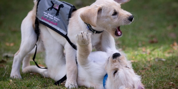 Retrodoodle puppies Ted (top) and Chester are being trained to provide help to epilepsy sufferers. Photo / Sarah Ivey