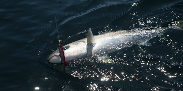 Kingfish can be targeted with jigs when drifting over deep pinnacles.