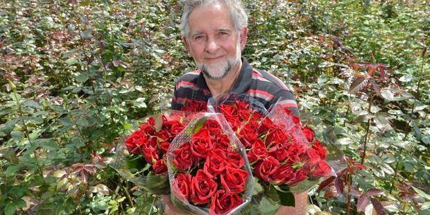 Commercial rose grower John van Delft, displays bunches of his signature rose, Black Magic.
Photo / Peter McIntosh.