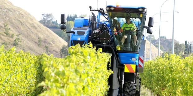 The specialised grape harvester at work at the Mission yesterday morning which saw about eight tonnes of grapes plucked off in an hour. Photo/Duncan Brown
