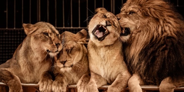 There are arguments for and against keeping animals in enclosures.
Photo / Thinkstock