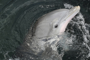 Half of the 32 dolphins studied were judged to be seriously ill or in danger of dying. Photo / Thinkstock