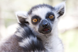 Photo / Thinkstock