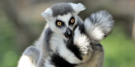 Photo / Thinkstock