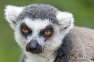 Photo / Thinkstock