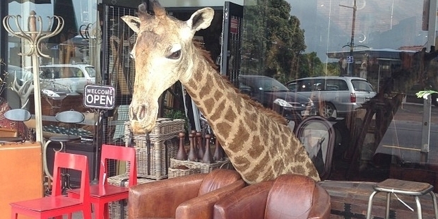 "Giraffes are such a gentle animal," says photographer Norrie Montgomery. Photo / Norrie Montgomery