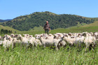 Awapai farm manager Shane Tilson says he has planted 80ha of mixed clover and tonic plantain in the past four years. Awapai farm manager Shane Tilson says he has planted 80ha of mixed clover and tonic plantain in the past four years.