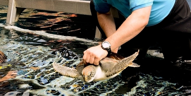 Get up close with turtles at the Poor Knights Islands. Photo / Malcolm Pullman