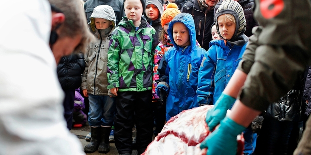 Children watch as Marius, a male giraffe, is dissected, at the Copenhagen Zoo, in Denmark. The zoo turned down several offers to save its life. Picture / AP