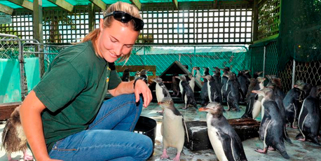Penguin Place rehabilitation co-ordinator Julia Clement feeds some of the recovering chicks. Photo / Craig Baxter