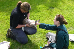 Wildlife vet Lisa Argilla and Massey University vet student Brandy Maloney tube-feed an underweight chick. Photo / Mel Young