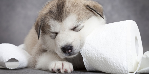 Not just a pretty face; puppies can act as a biomotive trigger to entice you to buy a product, says an award-winning brand consultant. Photo / Thinkstock