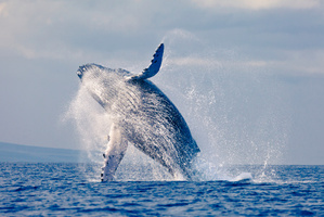 Photo / Thinkstock