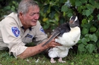 The Snares crested penguin from the Antipodes Islands was found in Russell and brought to Whangarei Native Bird Recovery Centre manager Robert Webb on Sunday. Photo/John Stone The Snares crested penguin from the Antipodes Islands was found in Russell and brought to Whangarei Native Bird Recovery Centre manager Robert Webb on Sunday. Photo/John Stone