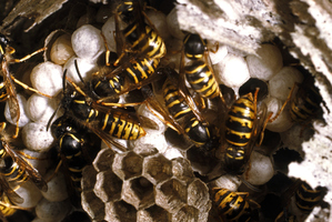 A swarm of wasps or bees attacked a woman and children on Tahunanui Beach.. Photo / Thinkstock