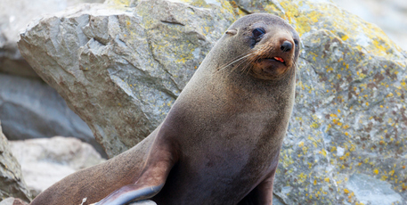 The New Zealand sea lion mainly breeds on the Auckland Islands and Campbell Island. Photo / Thinkstock