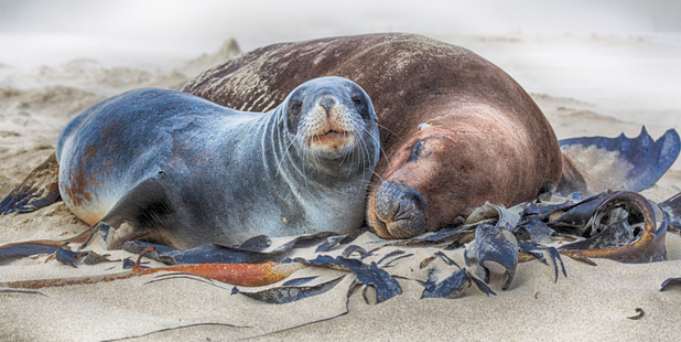 Research on overseas sea lion species showed multiple factors could drive population change and these could interact. Photo / Thinkstock