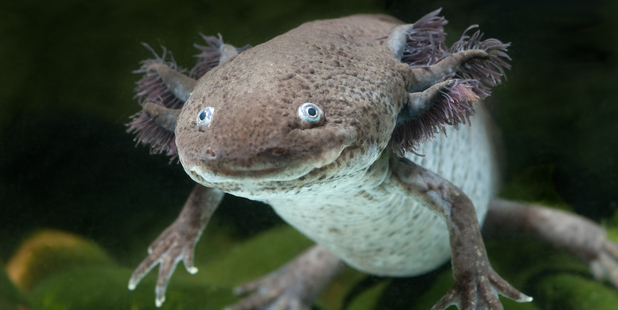 The axolotl has a slimy tail, plumage-like gills and mouth that curls into an odd smile. Photo / Thinkstock