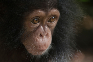 Photo / Thinkstock