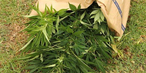 A rubbish sack stuffed with cannabis plants seized in the Mid North phase of the drugs operation. Photo/Peter de Graaf