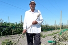 Hastings orchardist Kulwant Singh has been targeted twice by vandals, putting jobs at risk. Photo/Duncan Brown Hastings orchardist Kulwant Singh has been targeted twice by vandals, putting jobs at risk. Photo/Duncan Brown