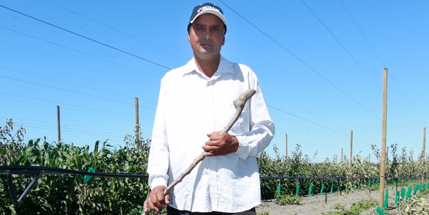 Hastings orchardist Kulwant Singh has been targeted twice by vandals, putting jobs at risk. Photo/Duncan Brown