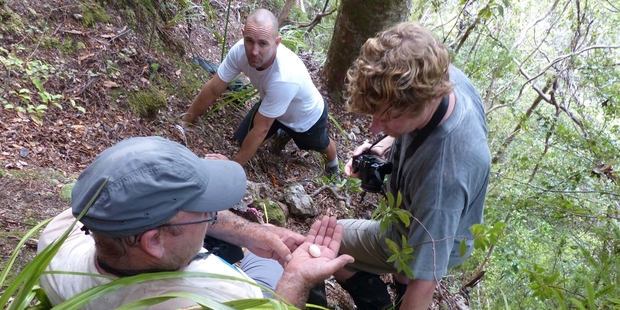 DoC scientist Graeme Taylor cradles the storm petrel egg, while Auckland University's Dr Matt Rayner, center, and Te Papa's Alan Tennyson look on.