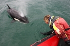 Orca expert and rescue founder Dr Ingrid Visser with an orca in Whangarei Harbour some years ago. Photo/Michael Cunningham Orca expert and rescue founder Dr Ingrid Visser with an orca in Whangarei Harbour some years ago. Photo/Michael Cunningham