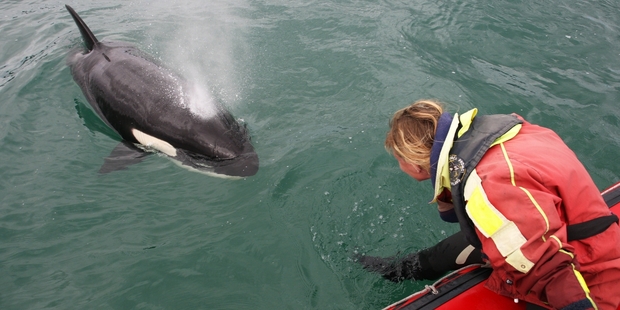 Orca expert and rescue founder Dr Ingrid Visser with an orca in Whangarei Harbour some years ago. Photo/Michael Cunningham