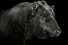 'Turihaua Rex E297, Trihaua Angus, Gisborne 2013 (From the 'Bull Market' series) 2013.