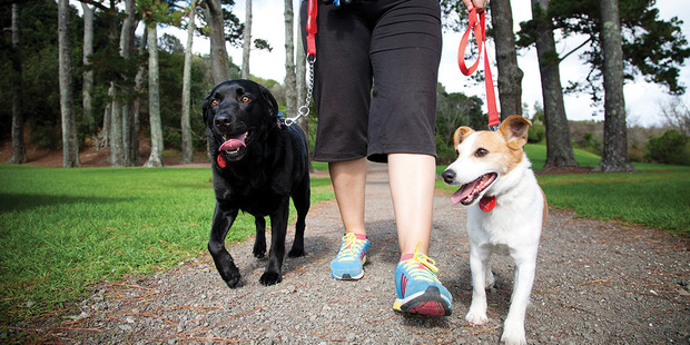 Dog walking in one of Aucklands' 4200 parks.